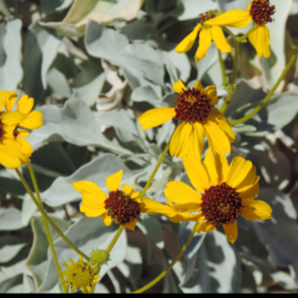 Brittlebush Project Noah