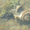 Mating crown conchs