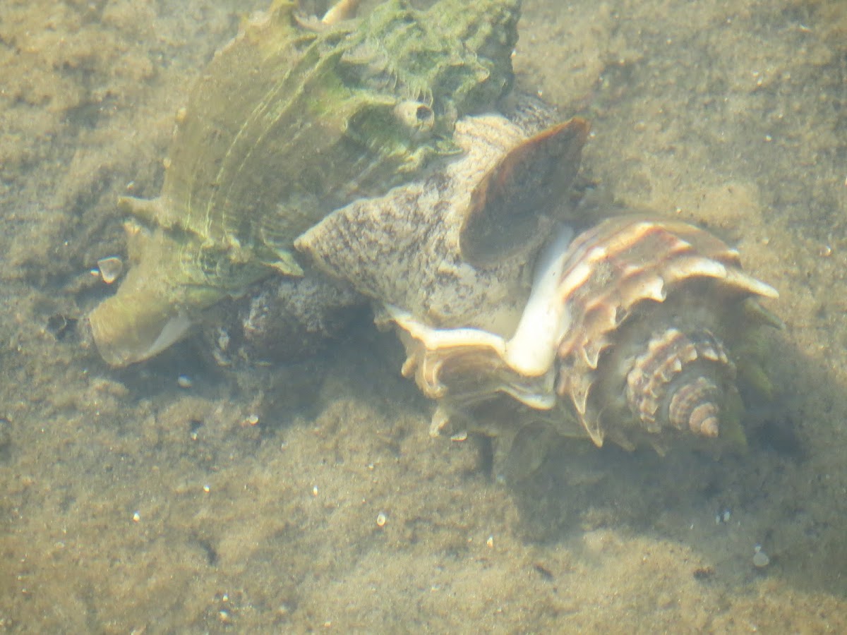 Mating crown conchs