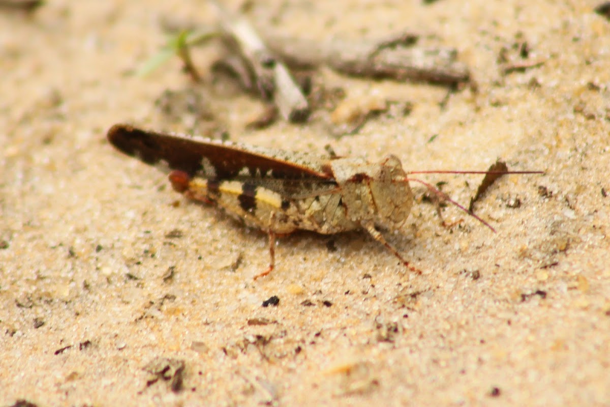 Southern Marbled Grasshopper