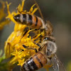 Western Honey Bees