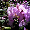 Rhododendron: Lilac