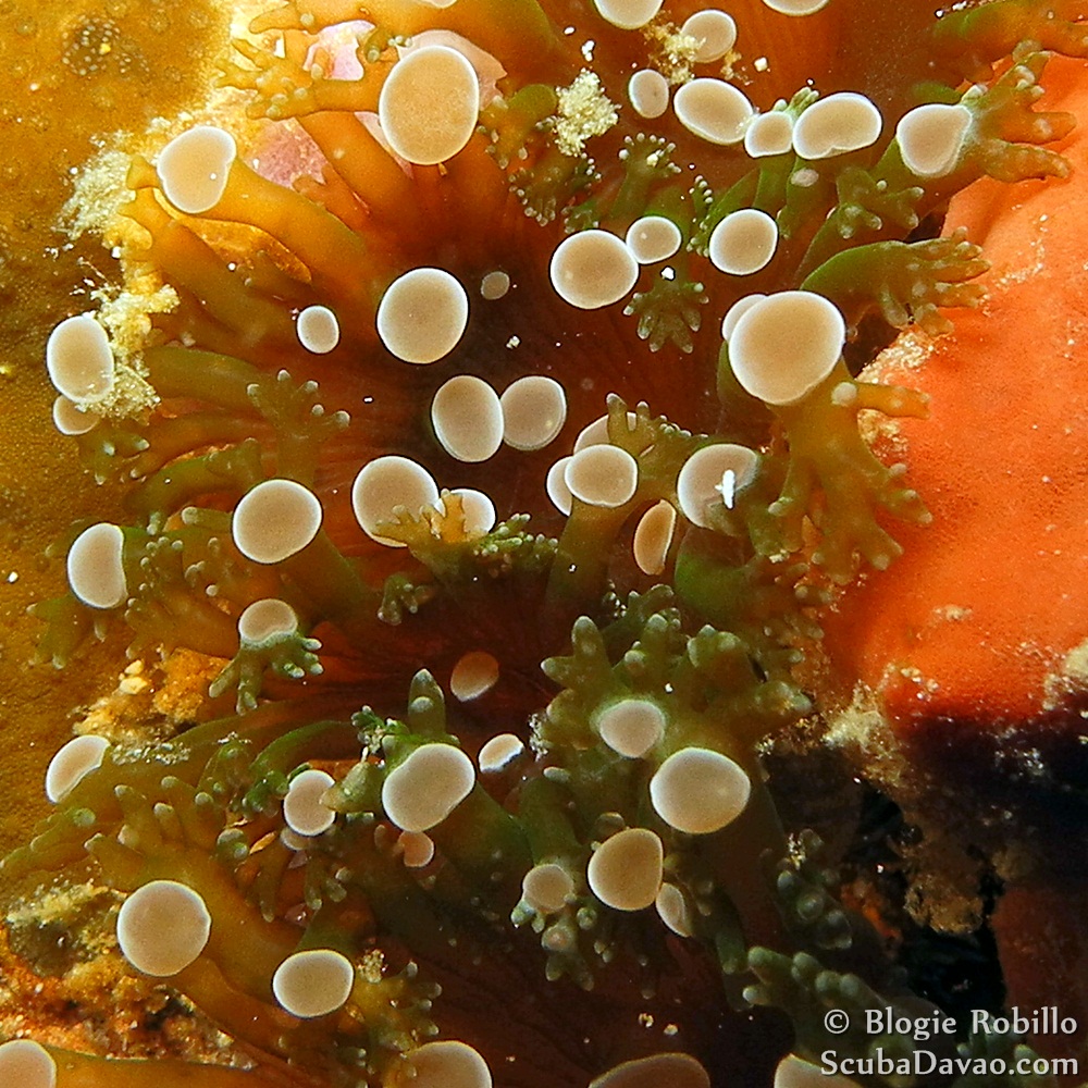 Branching Frogspawn Coral Project Noah