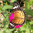 Indian Fritillary (female)