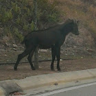 Sumatran serow (Capriconis sumatraensis)