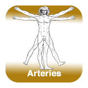 Anatomy - Arteries