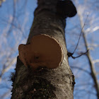 Birch polypore or Razor strop
