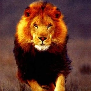 3D lion logo