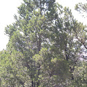 Pinon Pine
