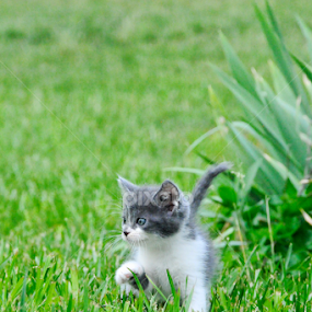 by Renee Yohe - Animals - Cats Kittens