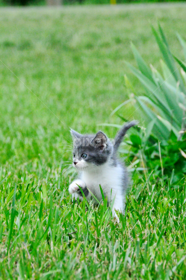 by Renee Yohe - Animals - Cats Kittens