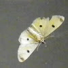 Eight spotted moth