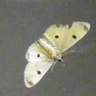 Eight spotted moth