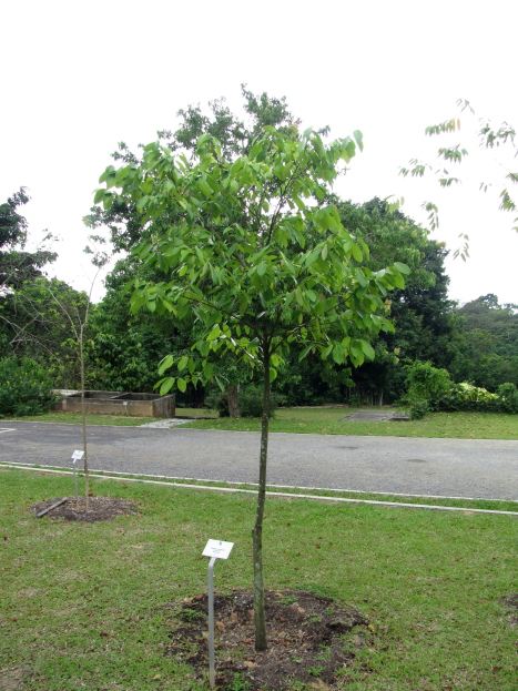 Tampines Tree
