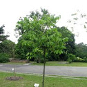 Tampines Tree