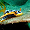 Elisabeth's Nudibranch