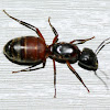 Ferruginous Carpenter Ant