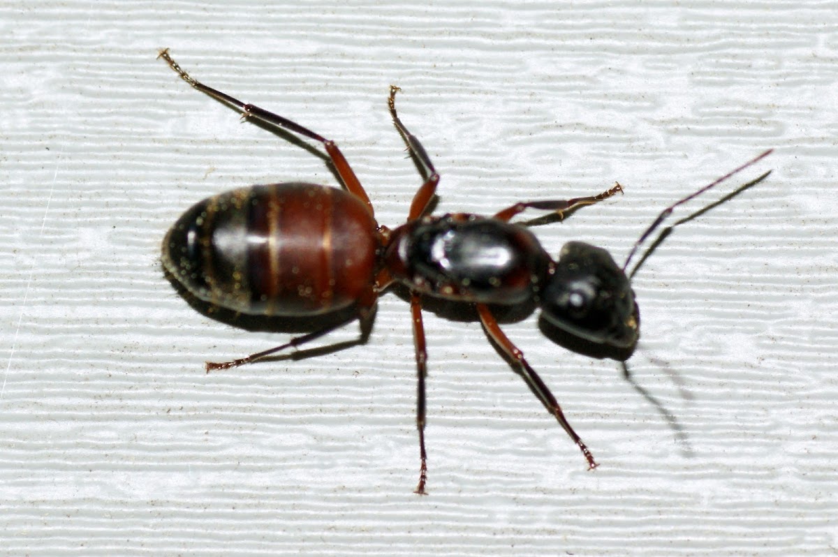 Ferruginous Carpenter Ant