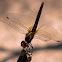 Dragonfly - Libelinha