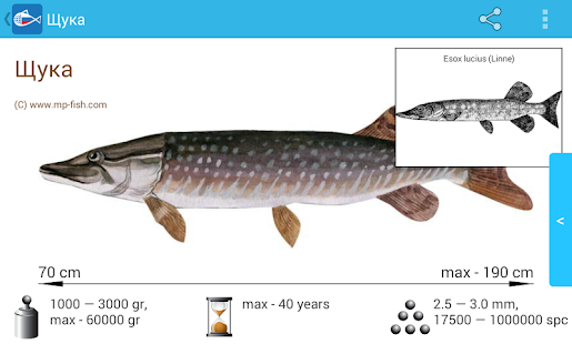Рыбы России(圖2)-速報App