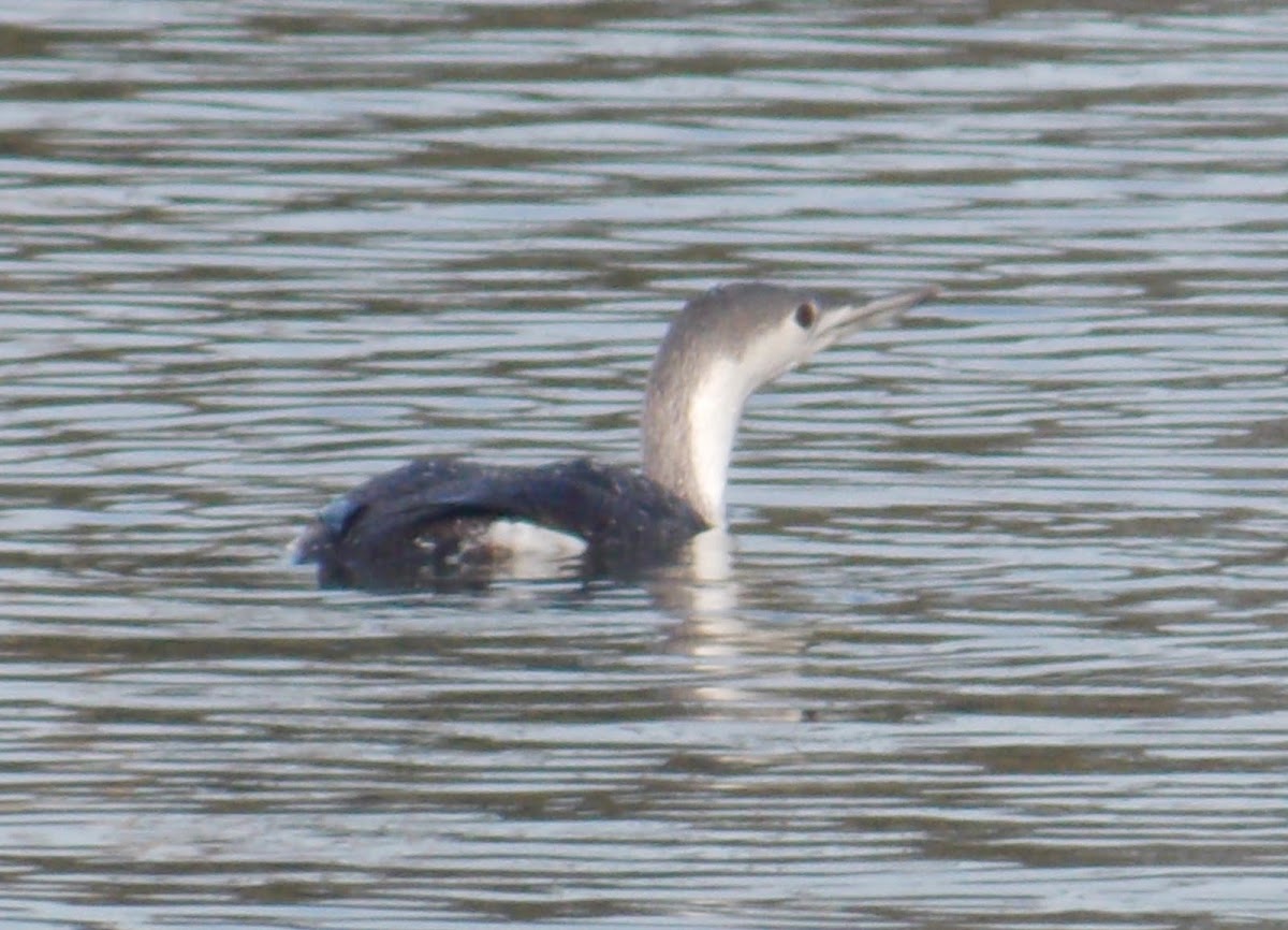 Red-throated Loon (winter)