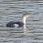 Red-throated Loon (winter)