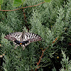 Asian Swallowtail