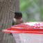 Ruby-throated Hummingbird (male)