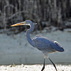 Western reef heron