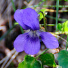 Common dog-violet, Violeta de monte