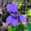 Common dog-violet, Violeta de monte