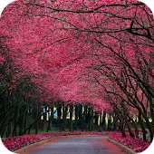 Sakura Live Wallpaper