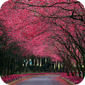 Sakura Live Wallpaper 1.3