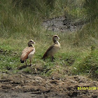 Egyptian Goose