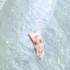 Tortricidea Moth