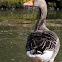 Greylag Goose, Ganso común