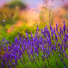 French Springtme by Marjorie Speiser - Flowers Flowers in the Wild