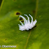 Planthopper nymph