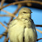 Northern Mockingbird