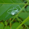 Fulgorid planthopper nymph