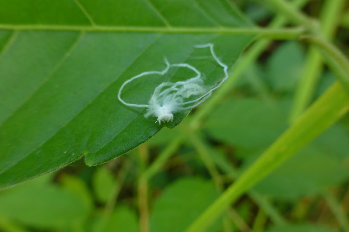 Fulgorid planthopper nymph