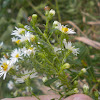 Small white aster