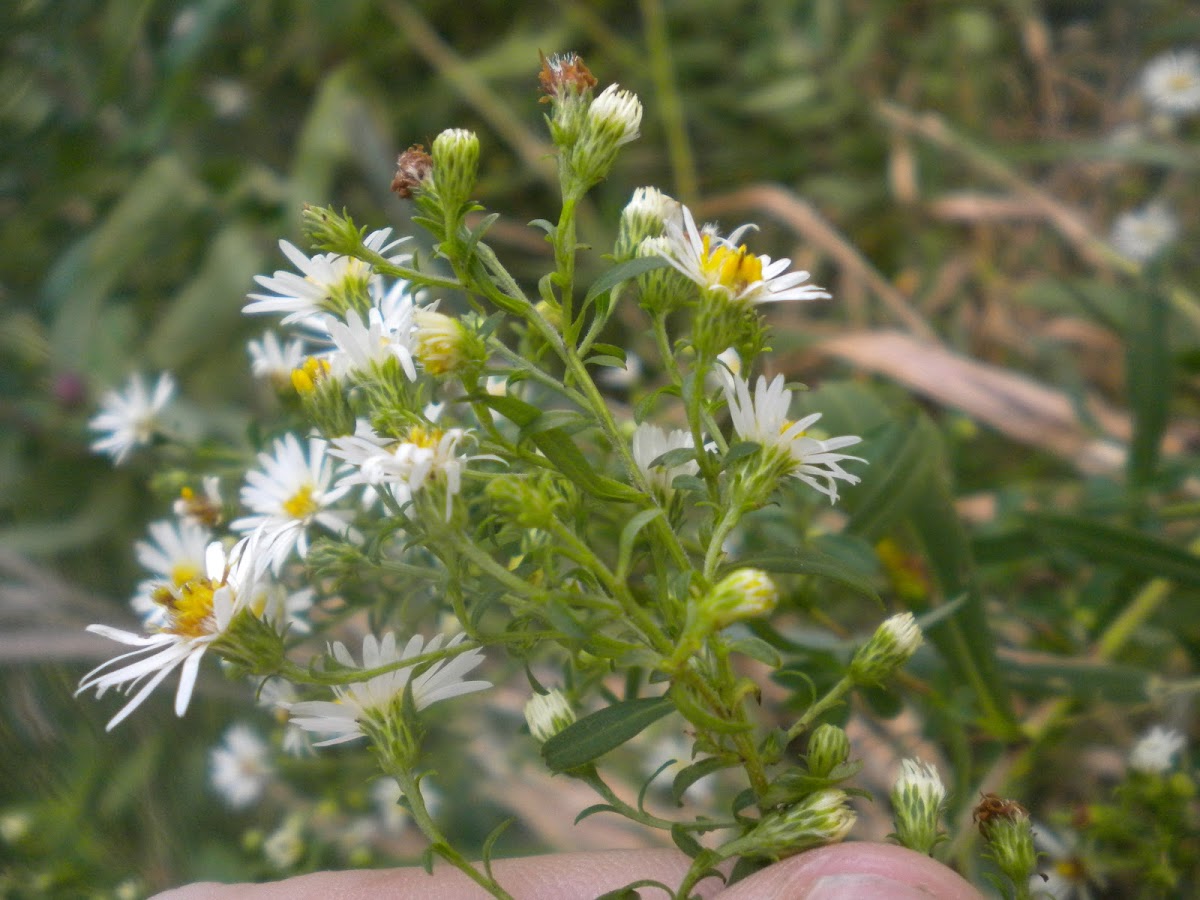 Small white aster