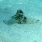 Spotted maskray