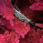 Differential grasshopper