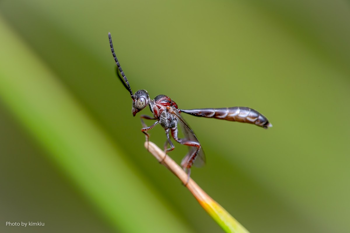 Gasteruptiid flower wasp