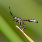Gasteruptiid flower wasp
