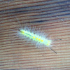 Tussock Moth, caterpillar