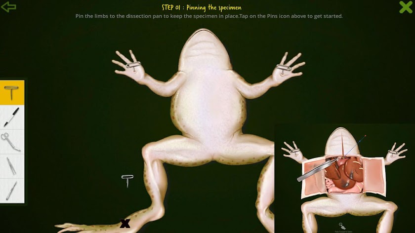 Frog Dissection Screen 2