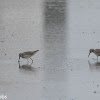 Stilt Sandpiper